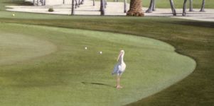 The Greenskeeper