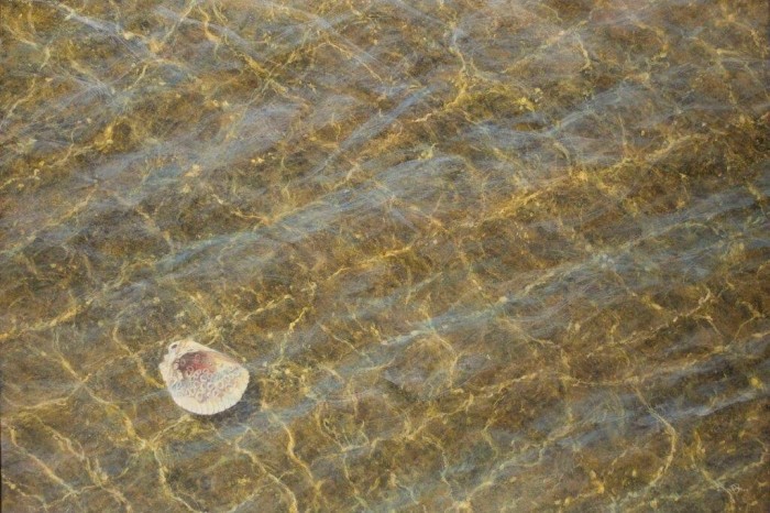 Barnacle Bill
